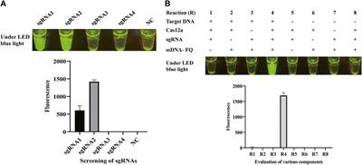 Frontiers | CRISPR/Cas12a-Enhanced Loop-Mediated Isothermal ...